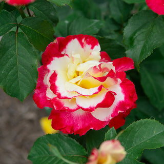 Double Delight Hybrid Tea Rose