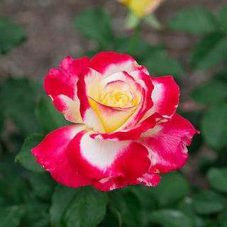 Double Delight Hybrid Tea Rose