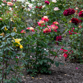 Double Delight Hybrid Tea Rose