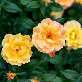 Easy Going™ Floribunda Rose