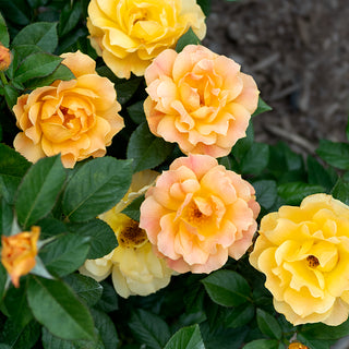 Easy Going™ Floribunda Rose