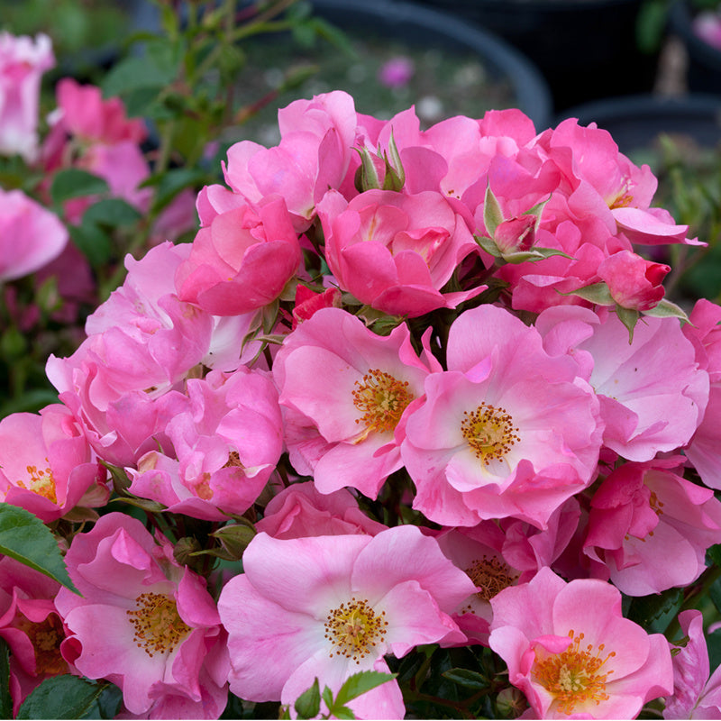 Forever & Ever Pink Rose - Pink Shrub Roses | Spring Hill