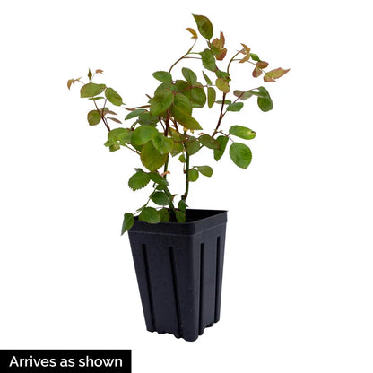 Red Freedom Roses - Red Rose Plants | Spring Hill Nurseries – Spring ...