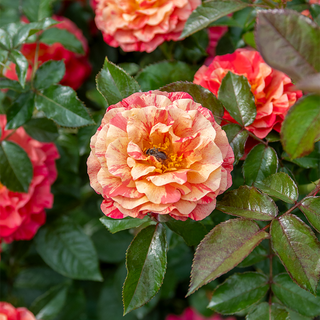 Frida Kahlo® Floribunda Rose