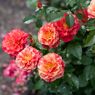 Frida Kahlo® Floribunda Rose