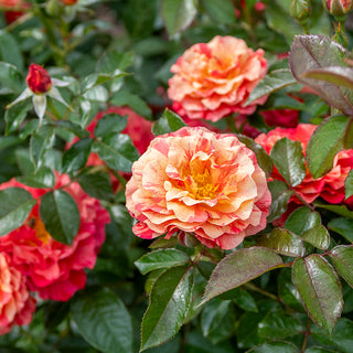 Frida Kahlo® Floribunda Rose