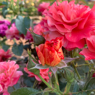 Frida Kahlo® Floribunda Rose