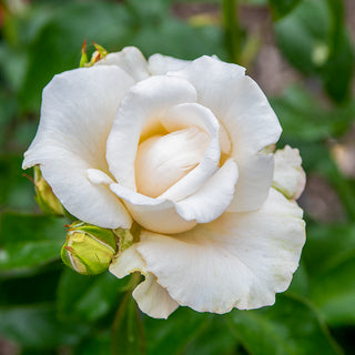 Full Sail™ Hybrid Tea Rose