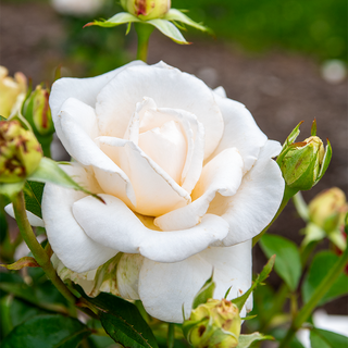 Full Sail™ Hybrid Tea Rose