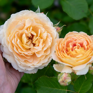 Fun in the Sun™ Grandiflora Rose