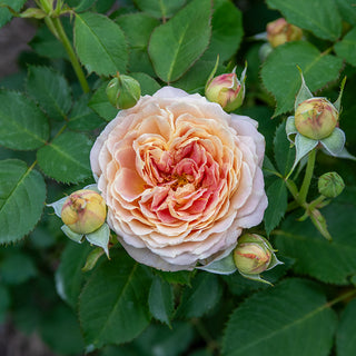 Fun in the Sun™ Grandiflora Rose