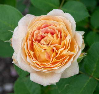 Fun in the Sun™ Grandiflora Rose