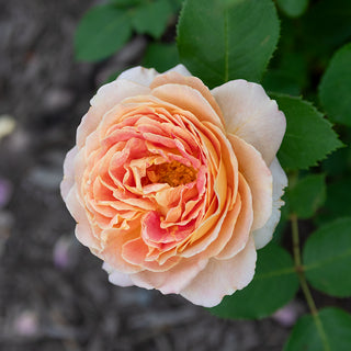 Fun in the Sun™ Grandiflora Rose