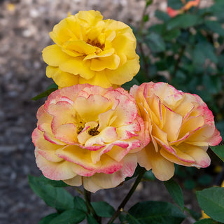 Good as Gold™ Hybrid Tea Rose