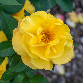 Good as Gold™ Hybrid Tea Rose