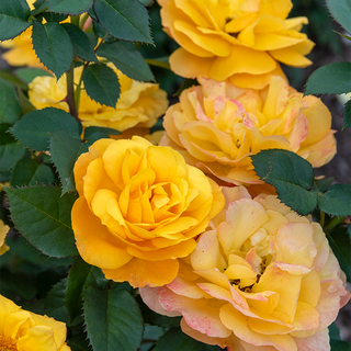 Good as Gold™ Hybrid Tea Rose