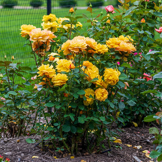 Good as Gold™ Hybrid Tea Rose