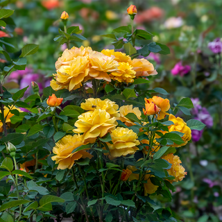 Good as Gold™ Hybrid Tea Rose