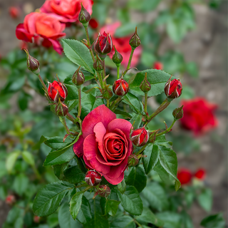 Hot Cocoa™ Floribunda Rose