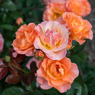 Jump For Joy Floribunda Rose