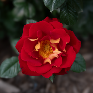 Ketchup And Mustard ™ Floribunda Rose