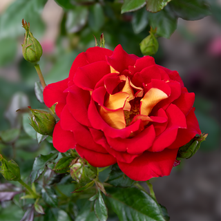 Ketchup And Mustard ™ Floribunda Rose