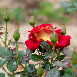 Ketchup And Mustard ™ Floribunda Rose