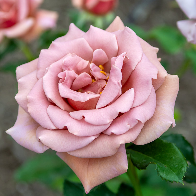 koko loko rose seeds Koko Loko Floribunda Rose - Jumbo Fortuniana Wow! Roots | Rosa 'WEKbijou' PP23269 ('Koko Loko ') | Purple | Zone 4-10 | Full Sun