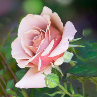 Koko Loko™ Floribunda Rose