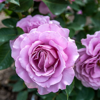 Love Song Floribunda Rose