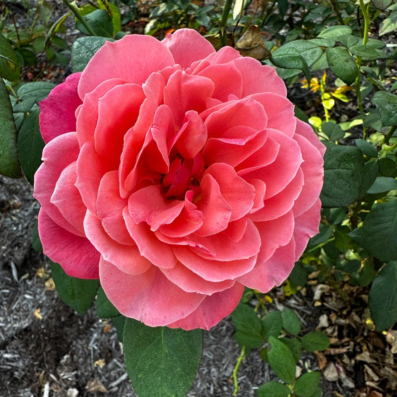 Uptown Girl™ Grandiflora Rose
