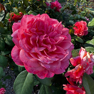 Uptown Girl™ Grandiflora Rose