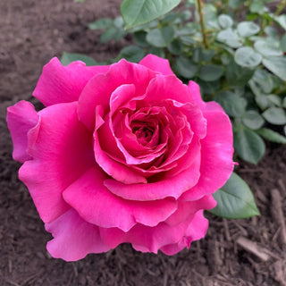 Pretty Lady Rose™ Hybrid Tea Rose
