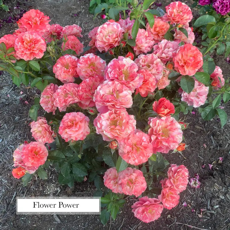 Frida Kahlo® Floribunda Rose