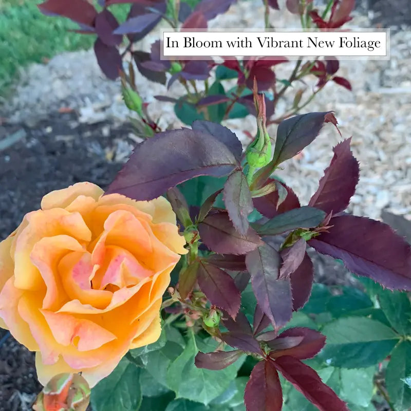 Jumbo Strike It Rich Rose Shop Jumbo Roses Spring Hill Spring