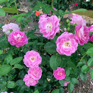 Arctic Blue™ Floribunda Rose