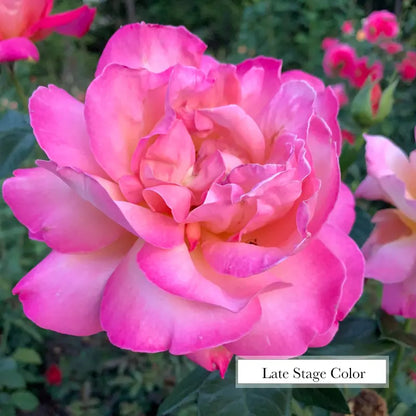 Chicago Peace Hybrid Tea Rose