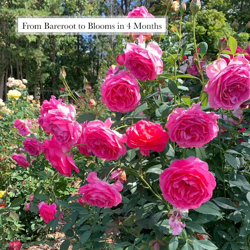 Miss Manners Grandiflora Rose - Pink Grandiflora | Spring Hill ...