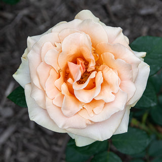 Marilyn Monroe™ Hybrid Tea Rose