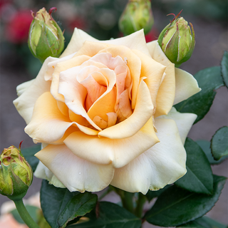 Marilyn Monroe™ Hybrid Tea Rose
