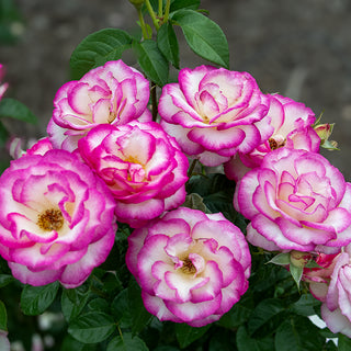 Miss Congeniality™ Grandiflora Rose