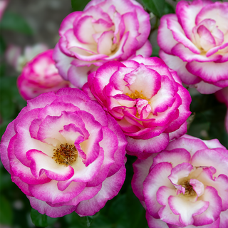 Miss Congeniality™ Grandiflora Rose