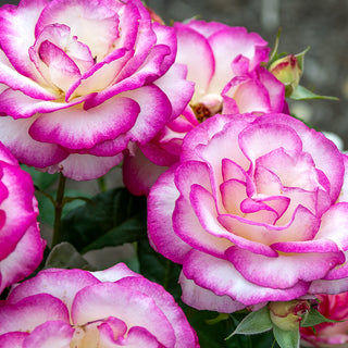 Miss Congeniality™ Grandiflora Rose