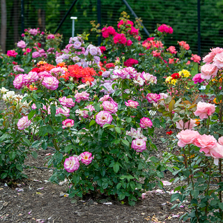 Miss Congeniality™ Grandiflora Rose