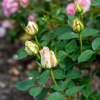 Moonstone™ Hybrid Tea Rose