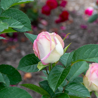 Moonstone™ Hybrid Tea Rose