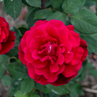 Mister Lincoln Hybrid Tea Rose