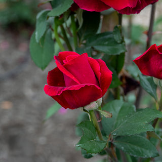 Mister Lincoln Hybrid Tea Rose
