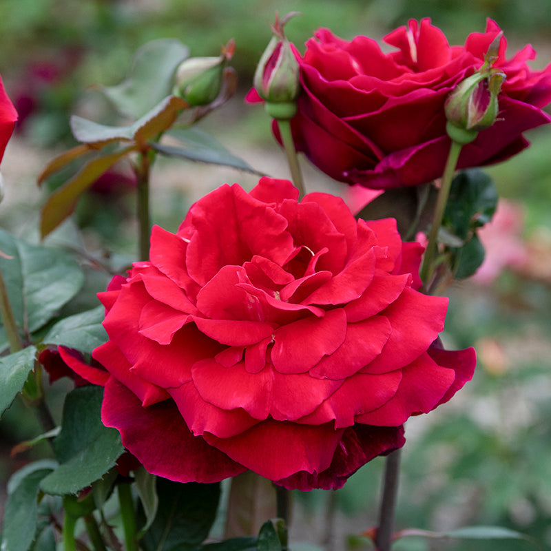 mr lincoln rose seeds Mister Lincoln Hybrid Tea Rose