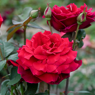 Mister Lincoln Hybrid Tea Rose